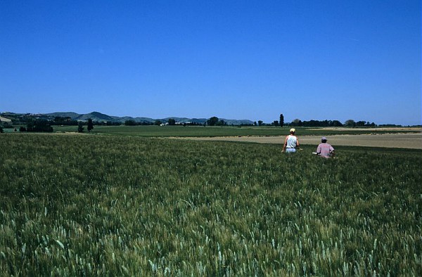 Inquiétudes pour la production de céréales françaises